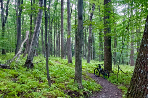 A bike rests beside the forested hiking trail at Moon Lake Recreation Area in Hunlock Creek, PA.