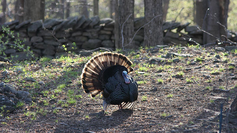 Turkey Talk image