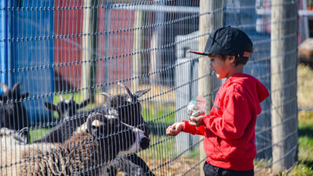 A little boy feeding sheep through the fence at the farm animal petting zoo at Brown Hill Farms in Tunkhannock, Pa.