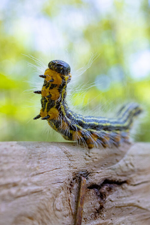 Wildlife Watching image