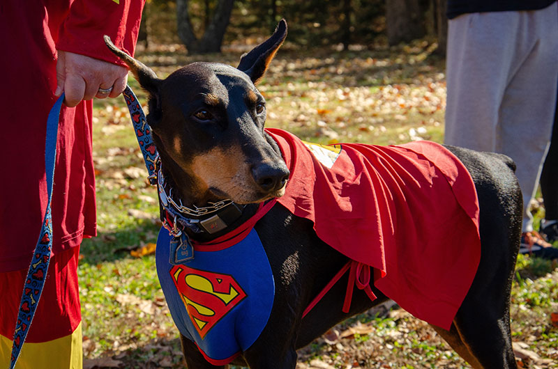 A dog in a Superman costume. 