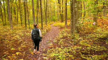 Picture This: A Hike Through the Cornelia and Florence Bridge Preserve image