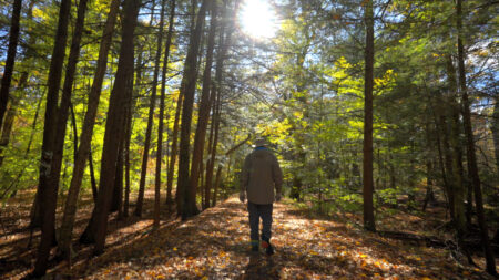 Wood Frog Loop at Nescopeck State Park image