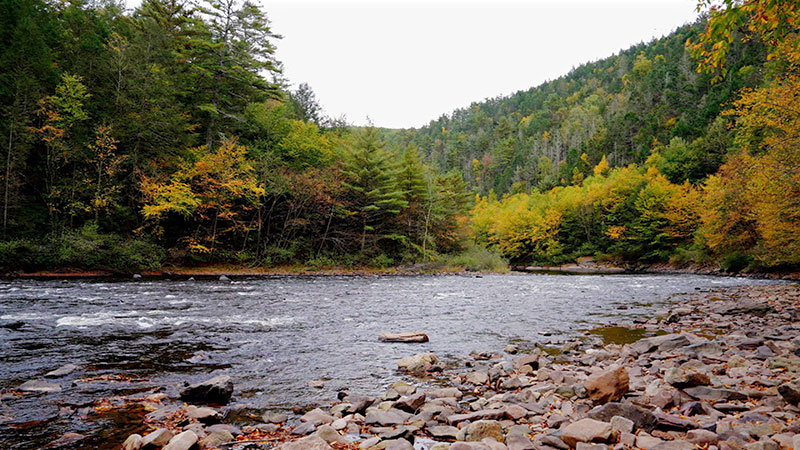 The Lehigh River flowing swiftly among the changing trees of early autumn in Carbon County, PA.
