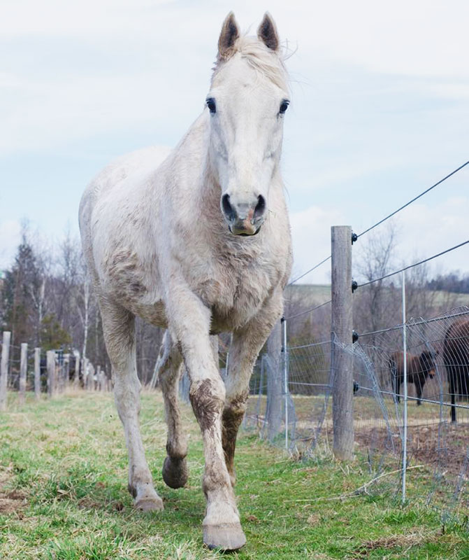 A white horse trots along a field at Indraloka. 