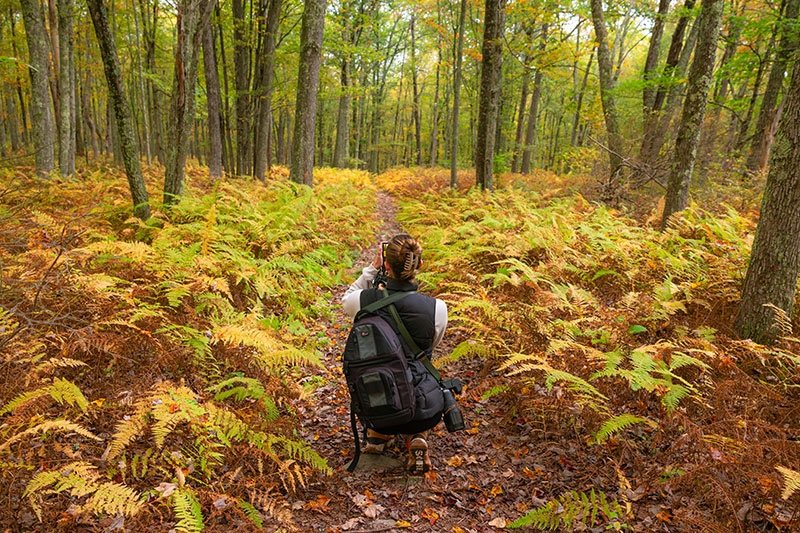 A woman stops to take a photo while on a fall hike at Cornelia and Florence Bridge Preserve in Milford.