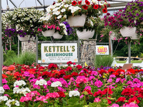 Hanging baskets and seasonal flowers at Kettell’s Greenhouse in Falls, PA.
