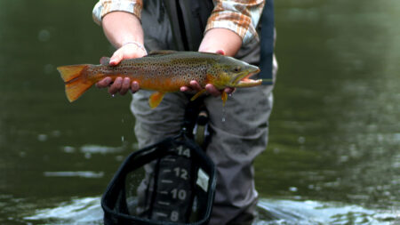 A fisherman holds a brown trout for a photo just before releasing it back into the water.