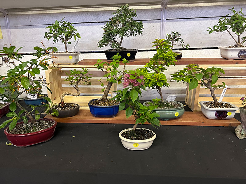 Zenchaser Bonsai Studio image