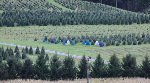 Expansive rolling fields of Christmas trees include a colorful display of painted evergreens at Pioneer Evergreen Farms in Orwigsburg, Pennsylvania.
