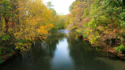 A view downstream of the Little Schuylkill River with yellow fall foliage lining each side of the river.