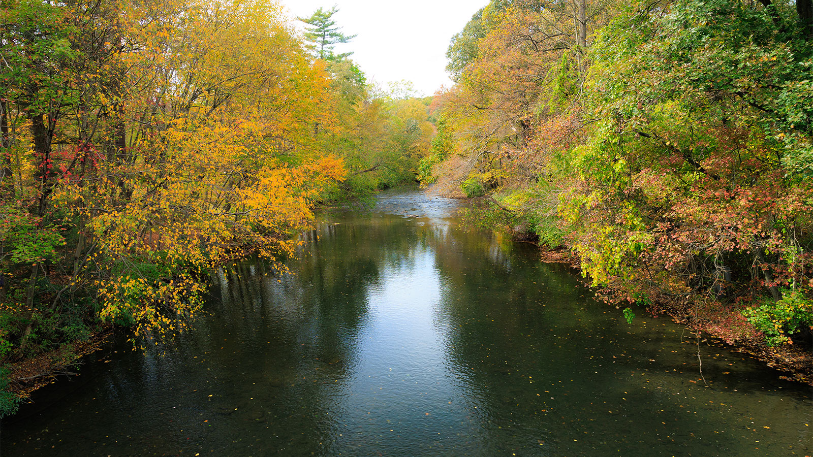 A view downstream of the Little Schuylkill River with yellow fall foliage lining each side of the river.