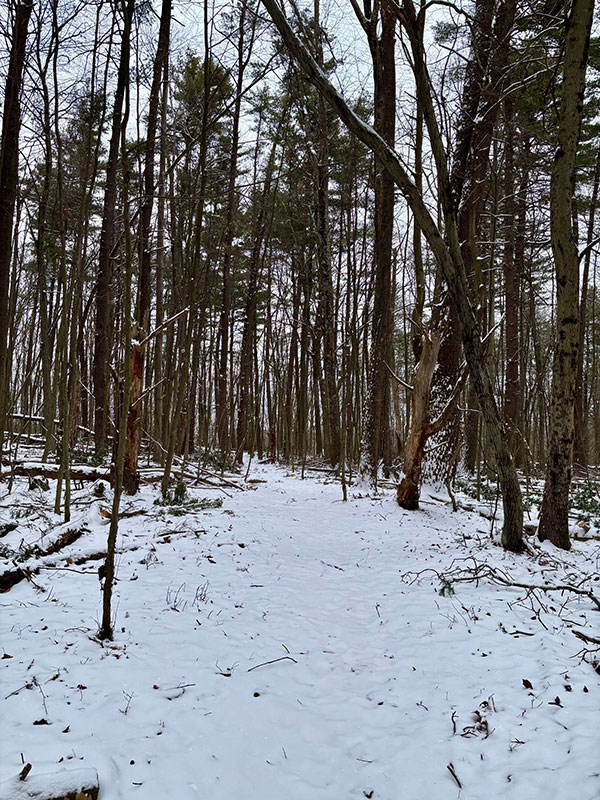 A snow-covered trail winds through a dense forest of bare trees at Frances Slocum State Park, Wyoming, PA.
