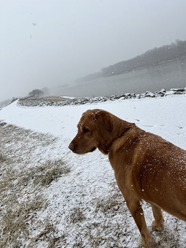 A Labrador Retriever stands on a snowy trail next to a river.