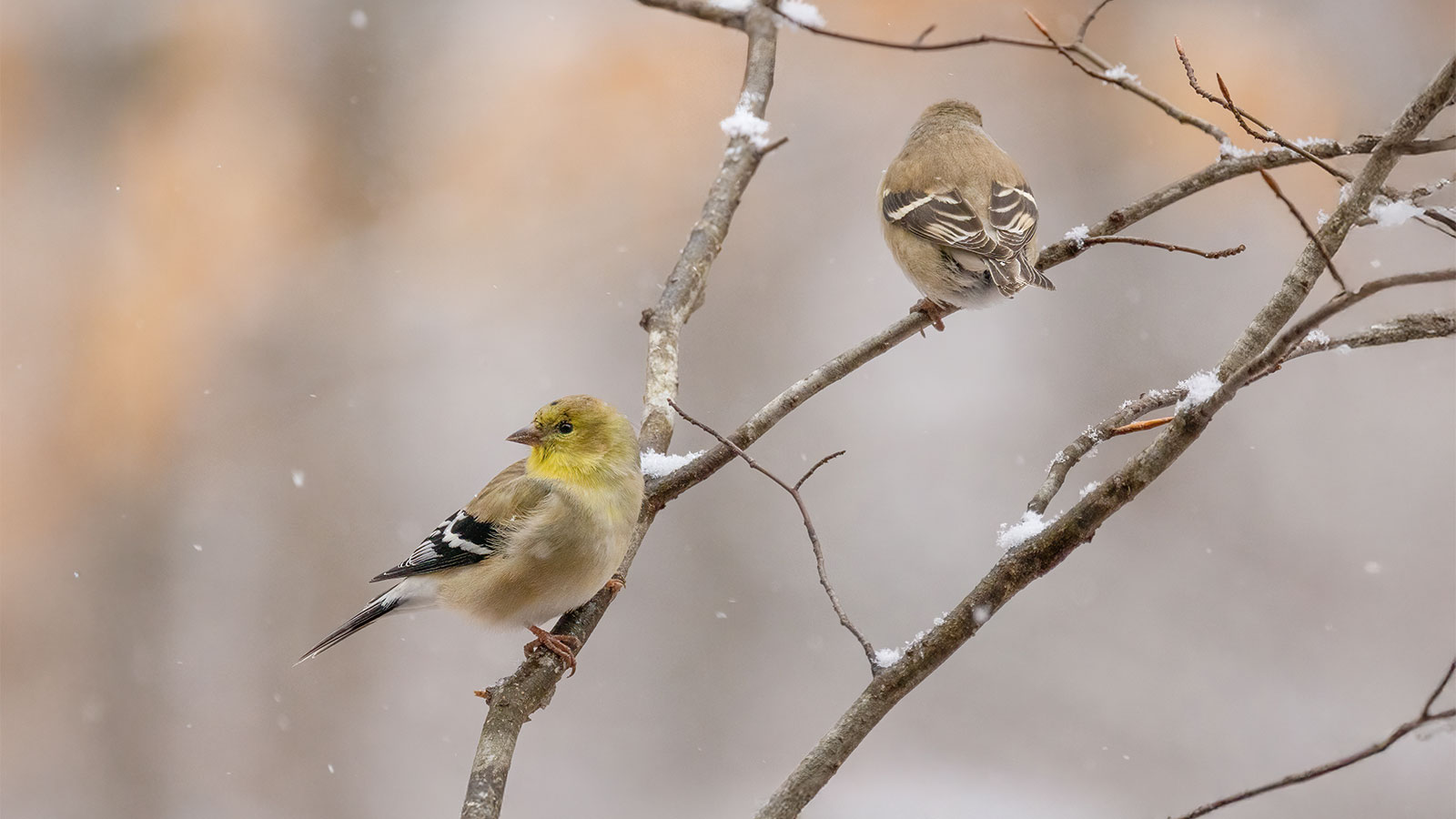 A Winter Hike at Forest Echo Bird Sanctuary image