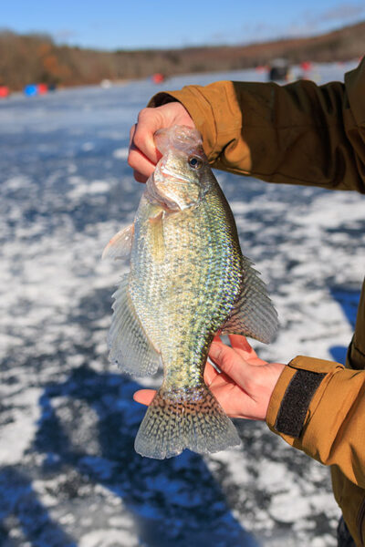 A crappie caught during Nanticoke Conservation Club's Ice Fishing Derby at Frances Slocum State Park in Wyoming, PA.