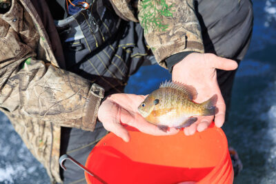 A sunfish caught during Nanticoke Conservation Club's Ice Fishing Derby at Frances Slocum State Park in Wyoming, PA.