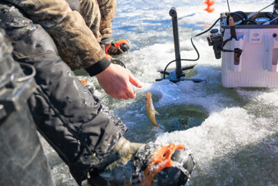 A sunfish being reeled out of the ice during Nanticoke Conservation Club's Ice Fishing Derby at Frances Slocum State Park in Wyoming, PA.