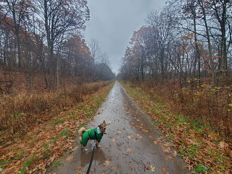 A dog on a leash looks up at the camera in the rain on the Black Diamond Trail in Wright Twp., PA.
