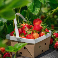 A batch of strawberries from Lakeland Orchard & Cidery in Scott Twp., PA.