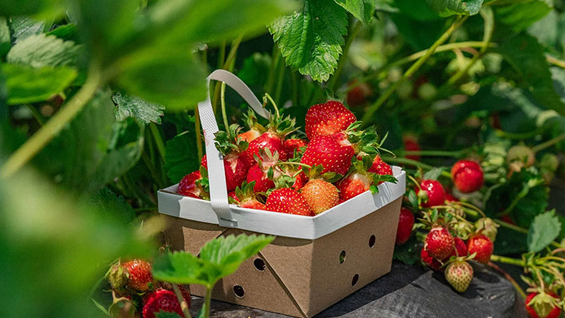 A batch of strawberries from Lakeland Orchard & Cidery in Scott Twp., PA.