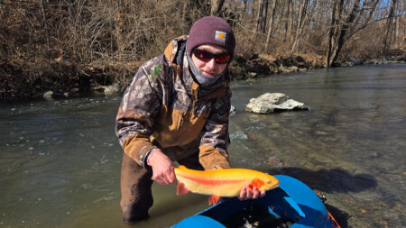 A man releases a big golden rainbow trout into a stream during a PA Fish And Boat trout stocking event on Quittapahilla Creek in Lebanon County, PA.