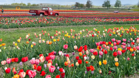 The tulip field at Lakeland Orchard & Cidery in Scott Twp, PA.