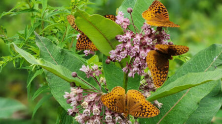 Butterflies enjoy nectar from blooming pink milkweed buds