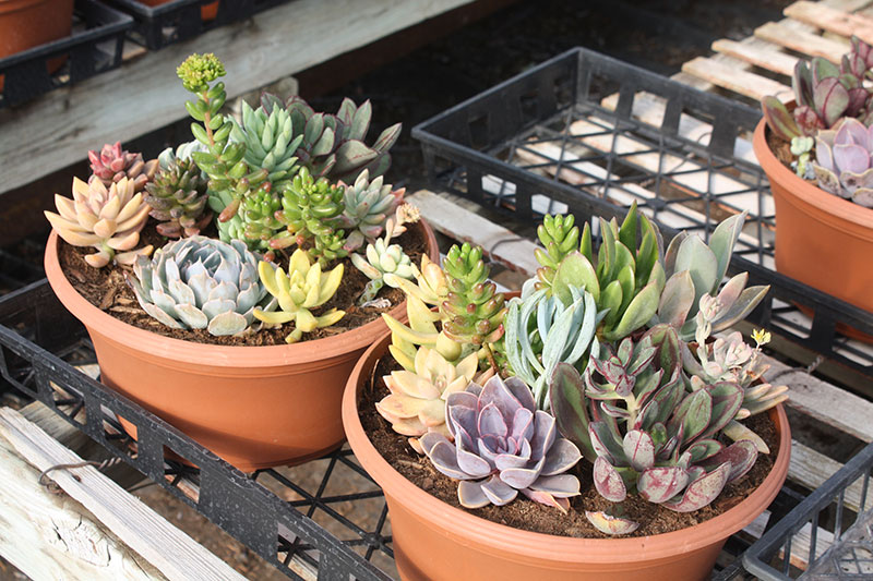 Broody’s Greenhouses image