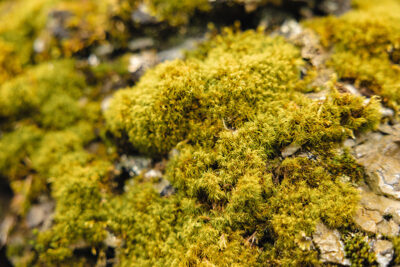 Moss covers up a rocky surface Marshalls Falls Park in East Stroudsburg, PA.