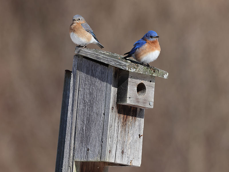 A pair of bluebirds makes itself at home in a manmade nest box.