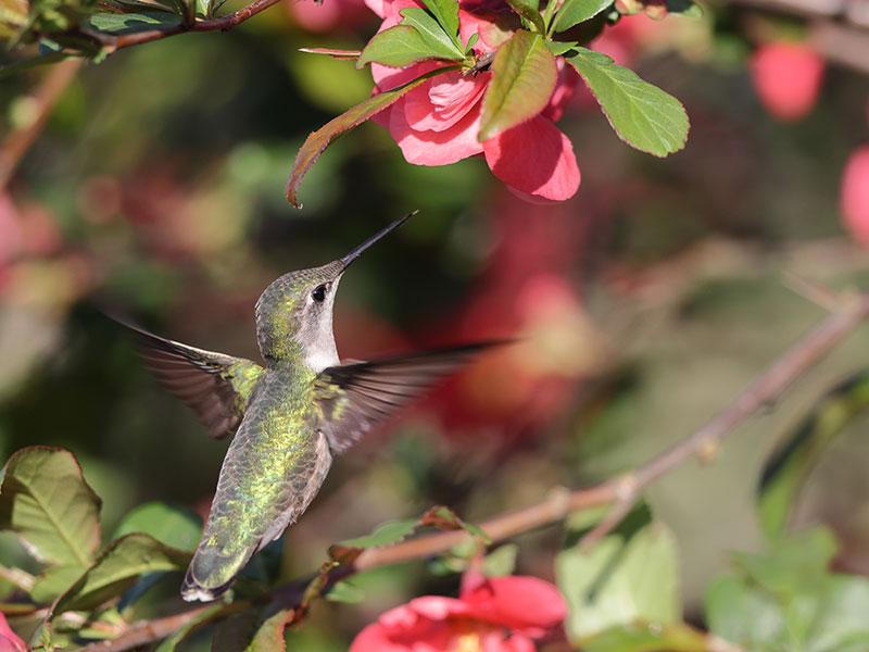 A tiny green hummingbird approaches a pink flower to feed on nectar.