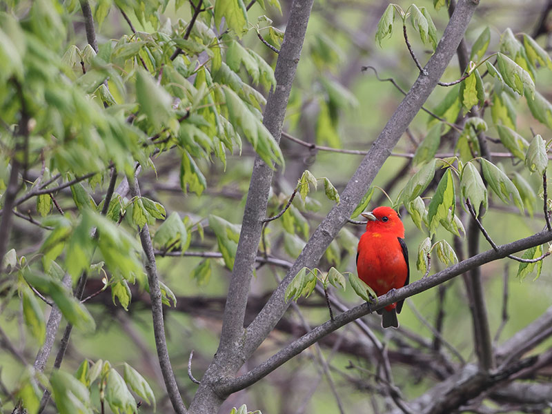 A bright red Scarlet Tanager stops for a rest on a skinny tree branch.