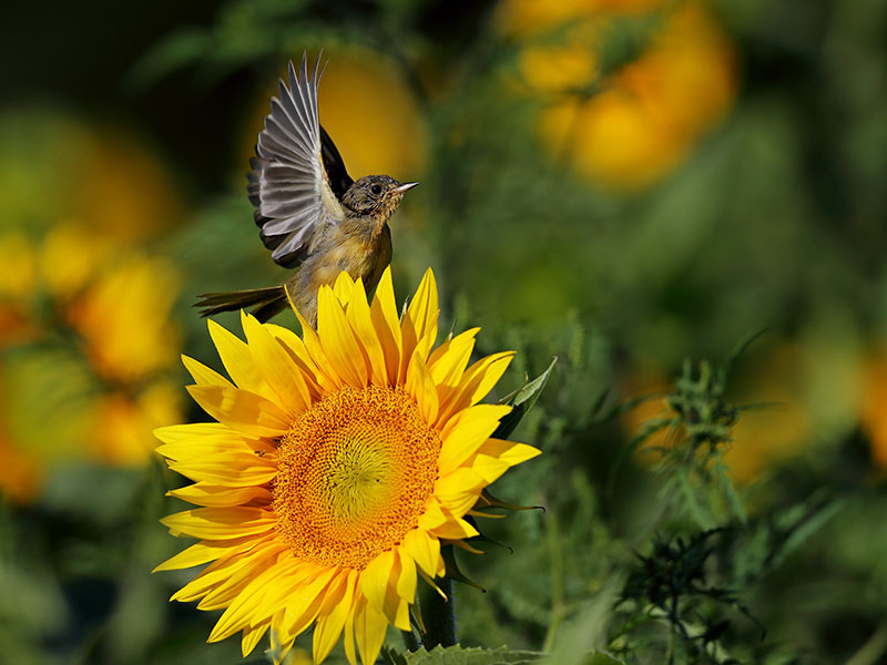 A small bird perches on top of a bright yellow sunflower.