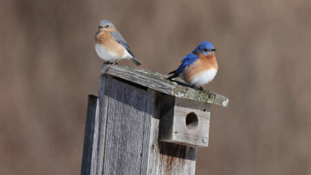 A pair of bluebirds makes itself at home in a manmade nest box.