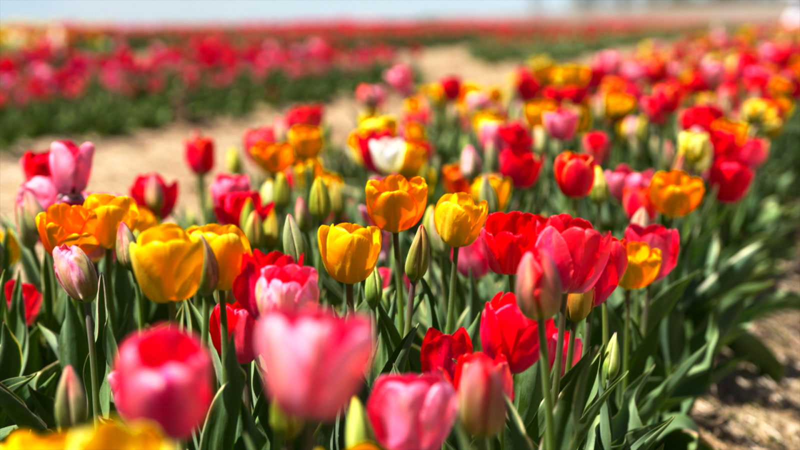 Tulip Festival at Brown Hill Farms Image