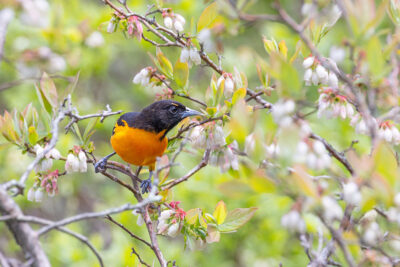 A Baltimore Oriole sits on a branch surrounded by green leaves at Covington Park in Covington Twp., Pa.