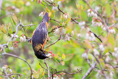 A Baltimore Oriole sucks nectar from a flower at Covington Park in Covington Twp., PA