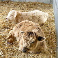 Two fluffy highland cows laying in a bed of hay at Lakeland Orchard & Cidery in Scott Twp., PA