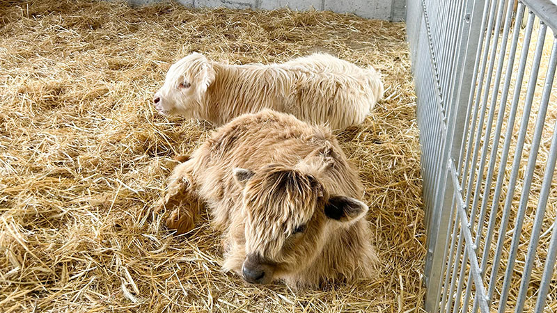 Two fluffy highland cows laying in a bed of hay at Lakeland Orchard & Cidery in Scott Twp., PA