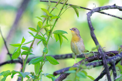 A Common Yellowthroat sits on a branch surrounded by green leaves at the Forty Fort Sports Complex in Forty Fort, PA.