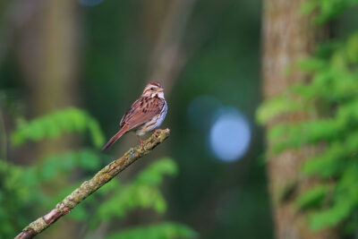 A Song Sparrow sits on a branch surrounded by green leaves at the Forty Fort Sports Complex in Forty Fort, PA.