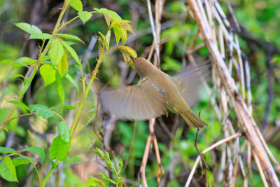 A Common Yellowthroat sticks its beak ino a curled up leaf while flying at the Forty Fort Sports Complex in Forty Fort, PA.