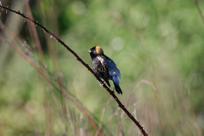 A Bobolink sits on a branch surrounded by green leaves at the Forty Fort Sports Complex in Forty Fort, PA.