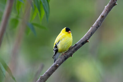 A Goldfinch sits on a branch surrounded by green leaves at Frances Slocum State Park in Wyoming, PA.