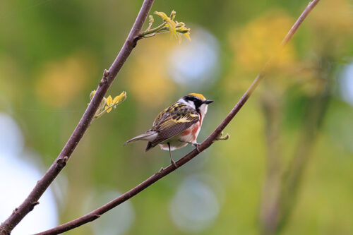 A Chestnut-sided Warbler sits on a small tree surrounded by green leaves at Frances Slocum State Park in Wyoming, PA.