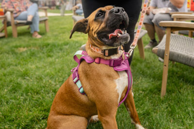 Panting dog at Bark Bash at Lace Village in Scranton Pennsylvania