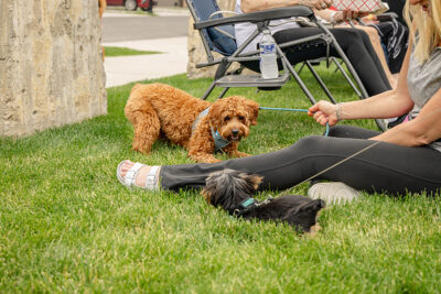 Two dogs playing at Bark Bash at Lace Village in Scranton Pennsylvania