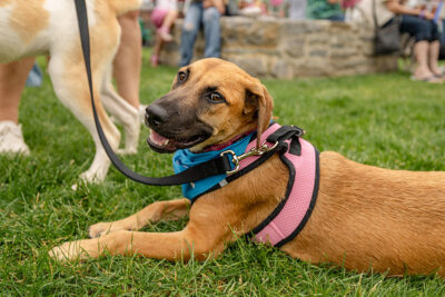 Relaxing dog at Bark Bash at Lace Village in Scranton Pennsylvania