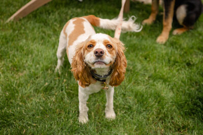Happy dog at Bark Bash at Lace Village in Scranton Pennsylvania